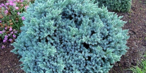 Smreka ljuskava plava zvijezda